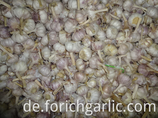 Hybrid Garlic